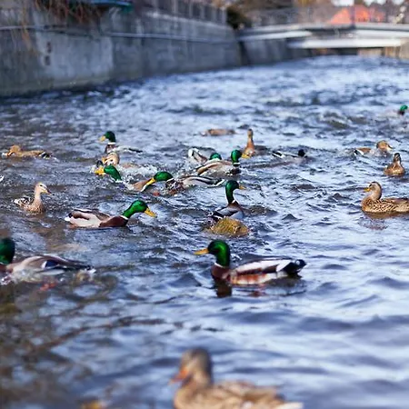 波兰尼卡别墅 招待所 波兰尼卡-兹德鲁伊